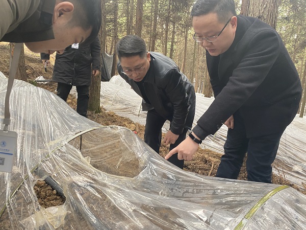 銅仁城交集團(tuán)黨委委員、副總經(jīng)理趙天勇一行赴石阡縣檢查羊肚菌基地種植情況